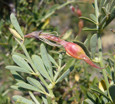 Image de Pickeringia montana Torr. & A. Gray