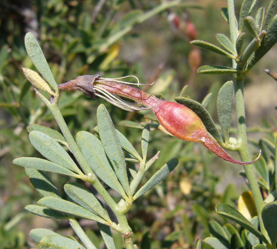 Image of chaparral pea