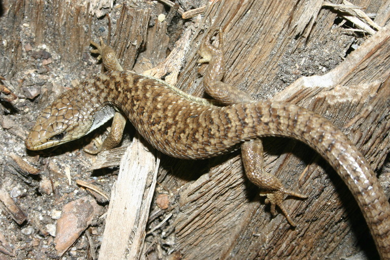 Image of northern alligator lizard