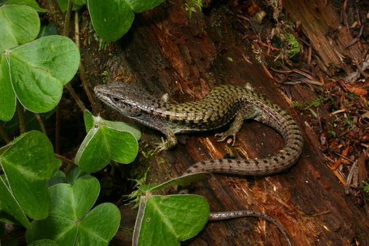 Image de Lézard-alligator boréal