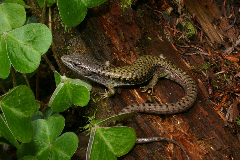 Sivun Elgaria coerulea (Wiegmann 1828) kuva