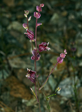 Слика од Streptanthus polygaloides A. Gray