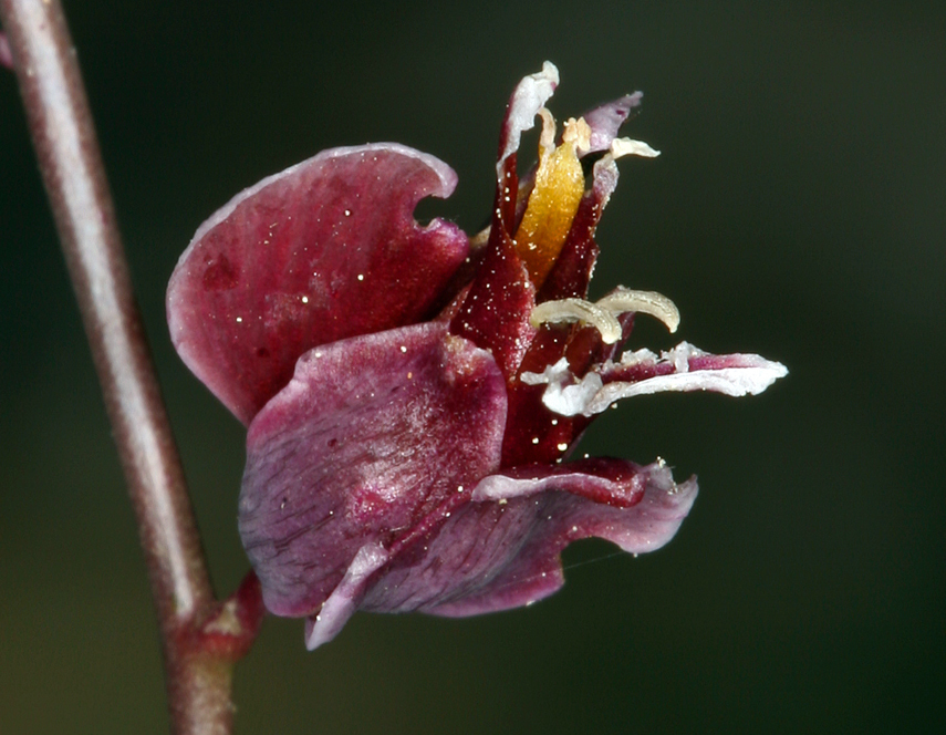 Image of milkwort jewelflower