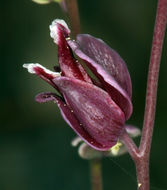 Image of milkwort jewelflower