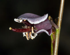 Image of milkwort jewelflower