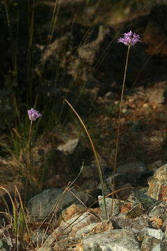 صورة Dichelostemma multiflorum (Benth.) A. Heller