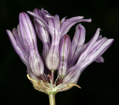 Sivun Dichelostemma multiflorum (Benth.) A. Heller kuva