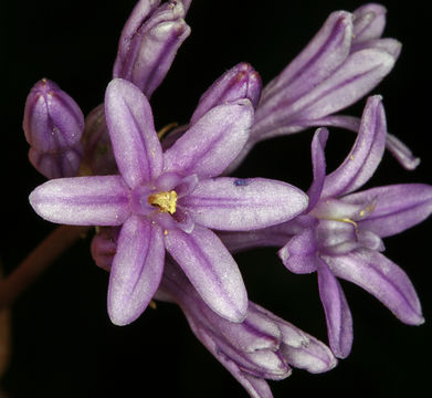 صورة Dichelostemma multiflorum (Benth.) A. Heller