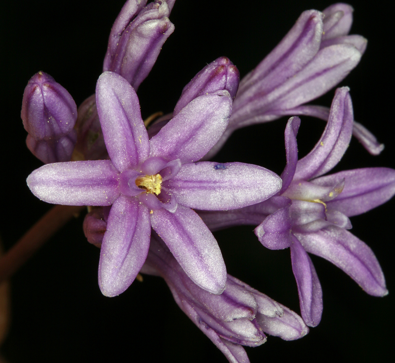 Sivun Dichelostemma multiflorum (Benth.) A. Heller kuva