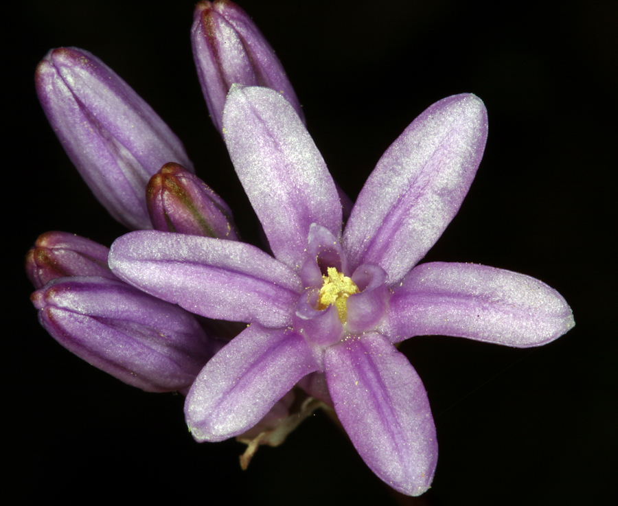 Sivun Dichelostemma multiflorum (Benth.) A. Heller kuva