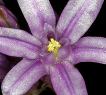 Sivun Dichelostemma multiflorum (Benth.) A. Heller kuva