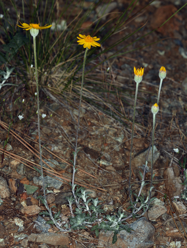 Image of <i>Eriophyllum lanatum</i> var. <i>achilleoides</i>