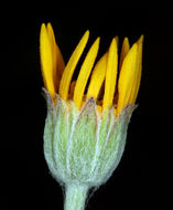 Image of <i>Eriophyllum lanatum</i> var. <i>achilleoides</i>