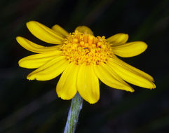 Image of <i>Eriophyllum lanatum</i> var. <i>achilleoides</i>