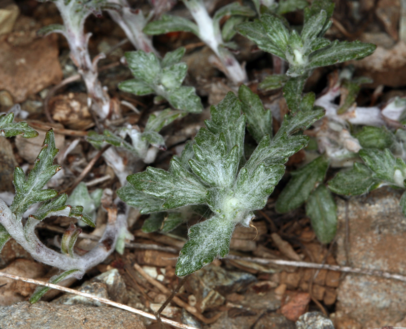 Image of <i>Eriophyllum lanatum</i> var. <i>achilleoides</i>