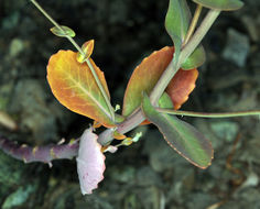 Image of shieldplant