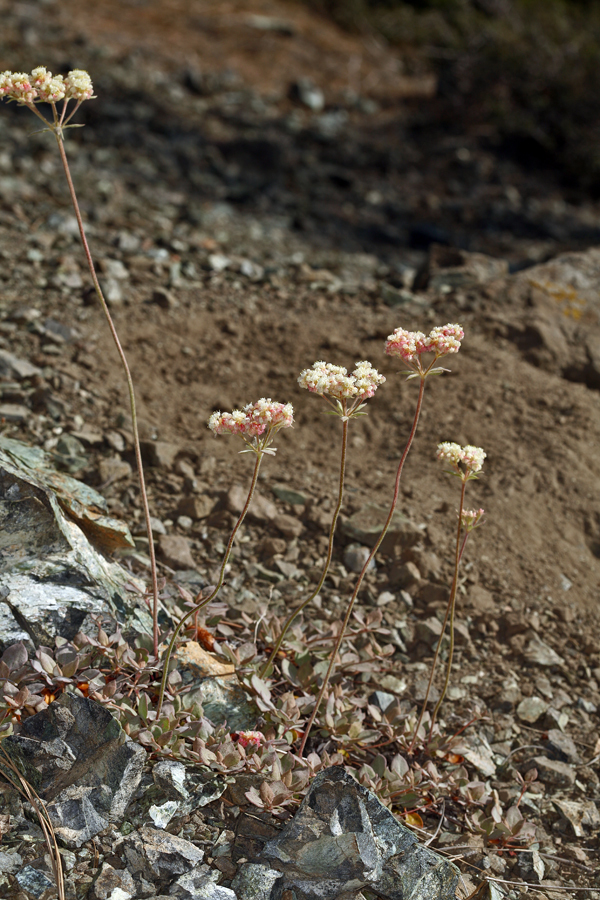 Image of Bear Valley buckwheat