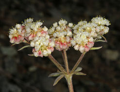 Image of Bear Valley buckwheat