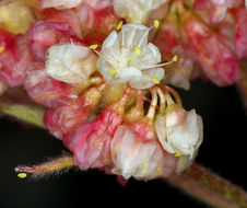 Image of Bear Valley buckwheat