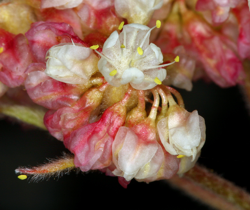 Слика од Eriogonum ursinum S. Wats.