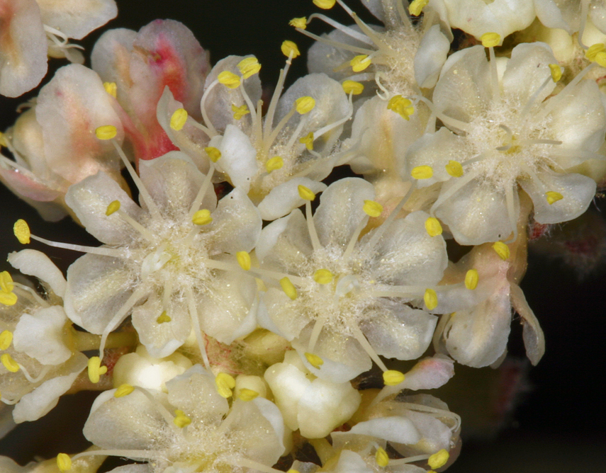 Image of Bear Valley buckwheat