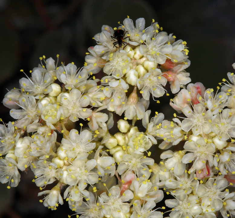 Image of Bear Valley buckwheat