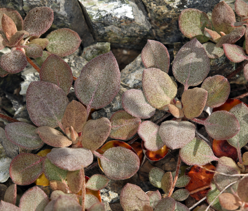 Image of Bear Valley buckwheat