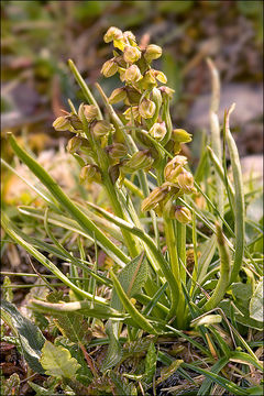 Image of Chamorchis alpina (L.) Rich.