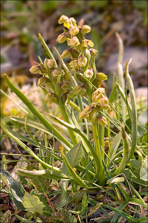 Image of Alpine Dwarf Orchid