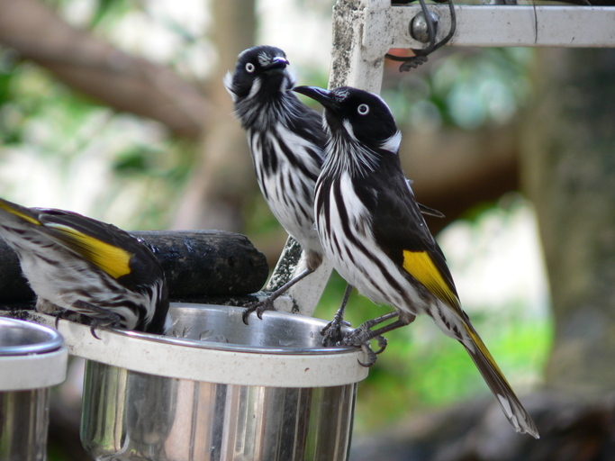 Image of New Holland Honeyeater