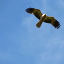 Image of Whistling Kite