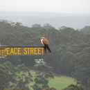 Image of Australian Kestrel