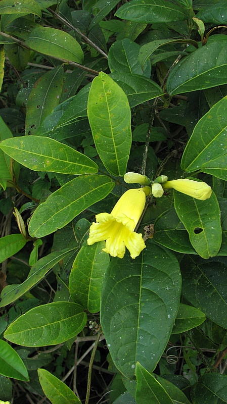 Image of Adenocalymma comosum (Cham.) DC.