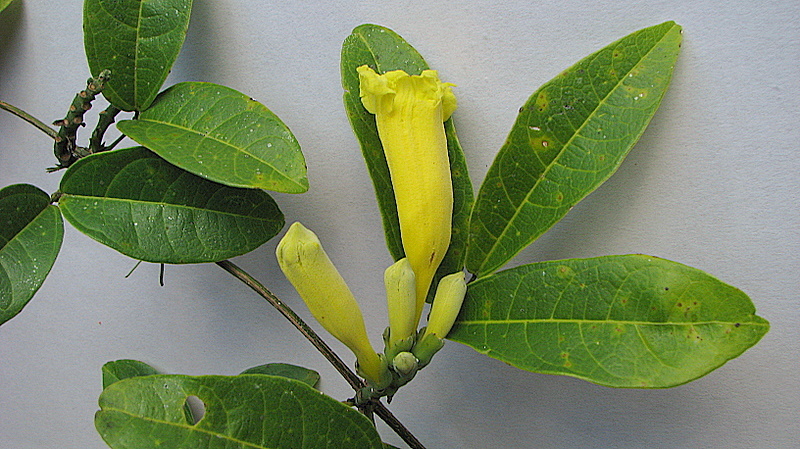 Image of Adenocalymma comosum (Cham.) DC.