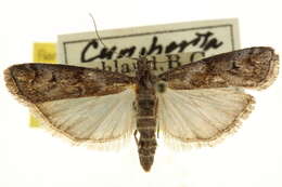 Image of Cuniberta