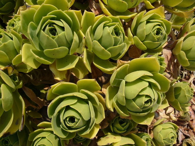 Aeonium balsamiferum Webb & Berth. resmi