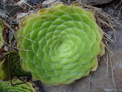 Image of Aeonium tabulaeforme (Haw.) Webb & Berth.