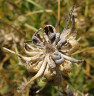 Image of <i>Calendula suffruticosa</i> ssp. <i>maritima</i>