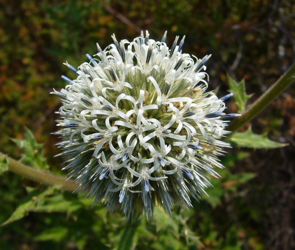 Image of Chapman's HOney Plant