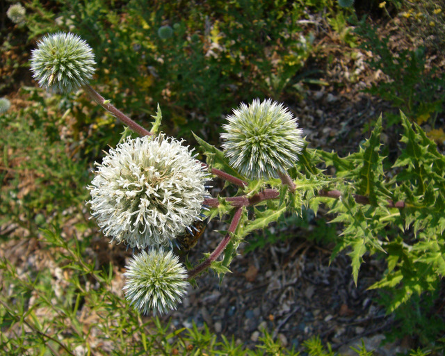 Image of Chapman's HOney Plant