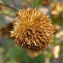 Image of Pulicaria odora (L.) Rchb.