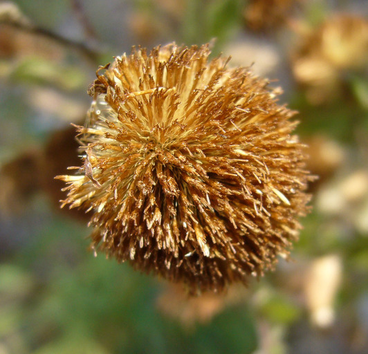 صورة Pulicaria odora (L.) Rchb.