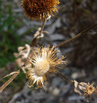 Image de Pulicaria odora (L.) Rchb.