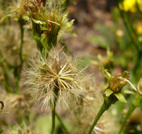 Tolpis azorica (Nutt.) P. Silva resmi