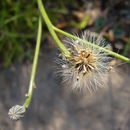 Image of Tolpis succulenta (Dryand. ex Ait.) Lowe