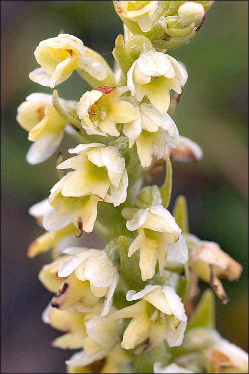 Imagem de Pseudorchis albida (L.) Á. Löve & D. Löve