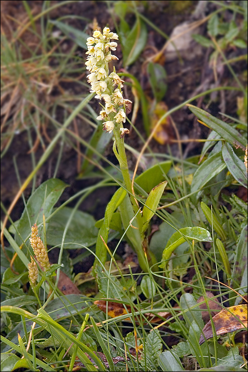 Image of Newfoundland Orchid