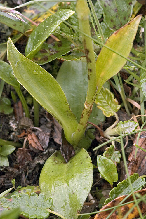 Image of Newfoundland Orchid