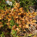 Image of <i>Cistus psilosepalus</i>