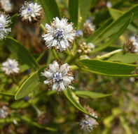 Image of Globularia salicina Lam.